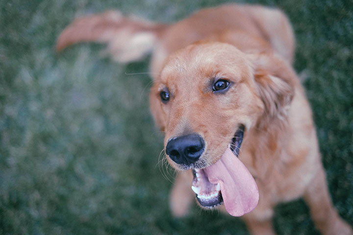 Doggie Toothbrushing