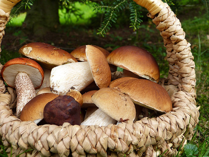 Mushroom Soup