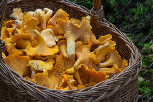 Medicinal Magic of Mushrooms