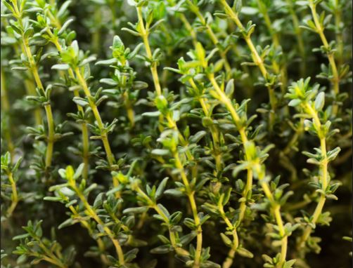 Thyme