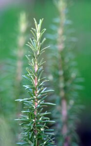 Power of Rosemary