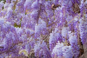 Lilac Tea